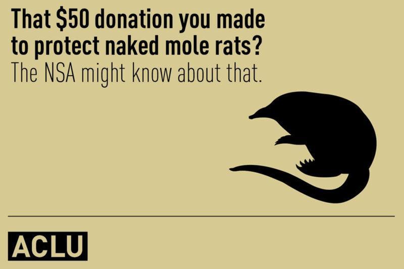 That $50 donation you made to protect naked mole rats? The NSA might know about that.