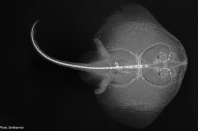 X-ray image of stingray animal