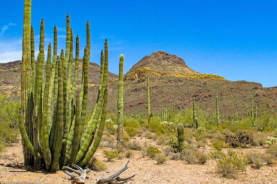 Organ Pipe Cactus National Monument