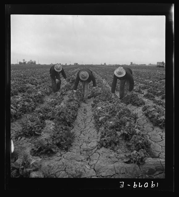 Filipino migrant laborers harvesting lettuce in the Imperial Valley in 1939. (Library of Congress)